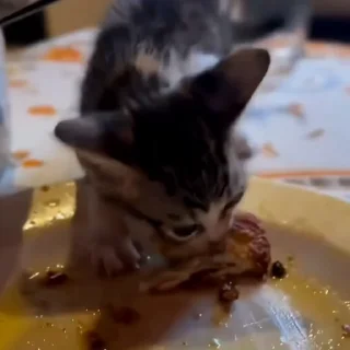 🐈
