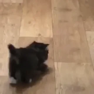🐈‍⬛