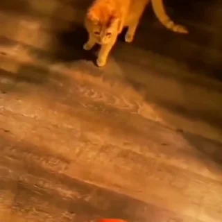 🐈‍⬛️