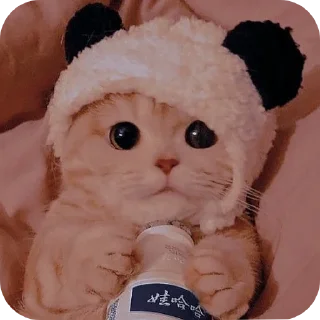 😸