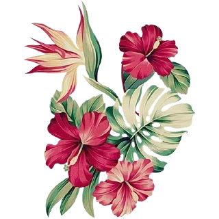 🌺