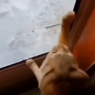 🐈