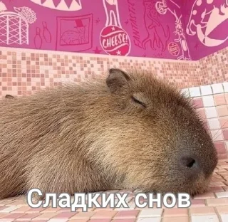 😴