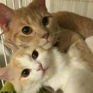 💗