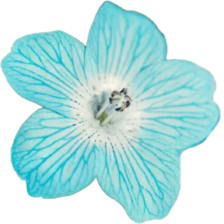 🌼