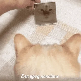 😺
