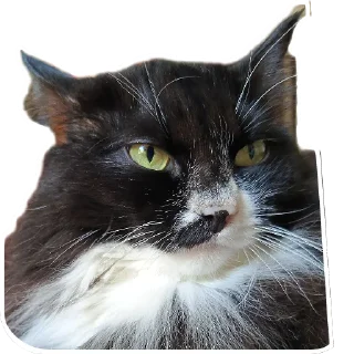 🐱