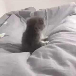 🌟