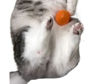 🐈
