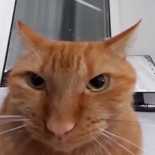 😾