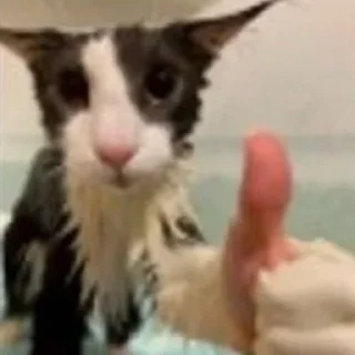 😺