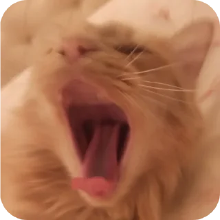 🤲
