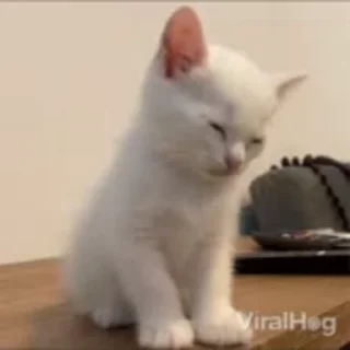 🐱