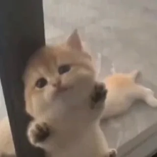 🐈