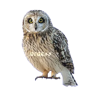 🦉
