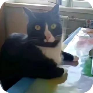 🐱