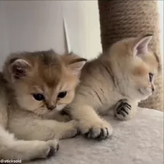 🥺