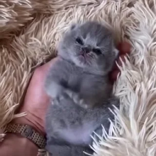 🌟