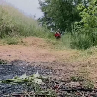 🐻