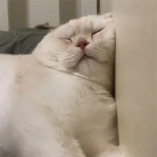 🐈