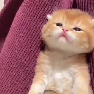 🐈