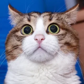🤩