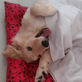 🐶