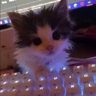🥺