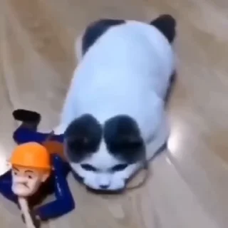 🐈