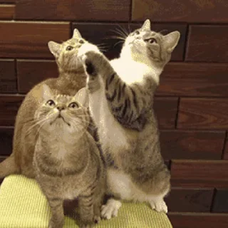 😾