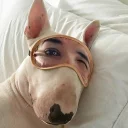 🐶