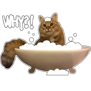 😸