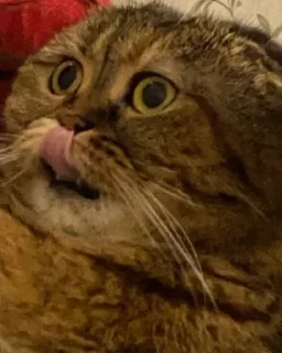 😛