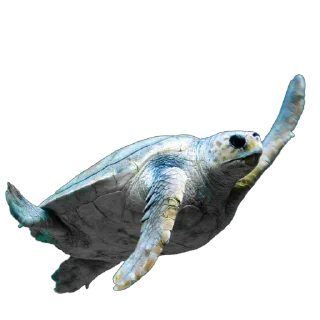 🐢