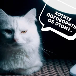 Коты-психологи @medullaoblongat