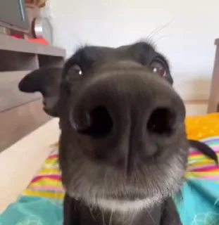 🌭