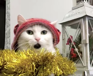 🌟
