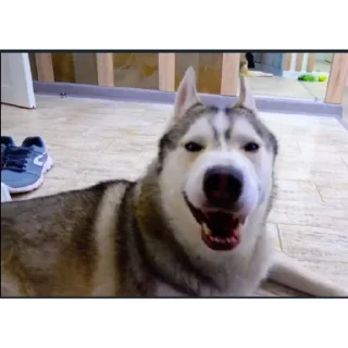 🐶
