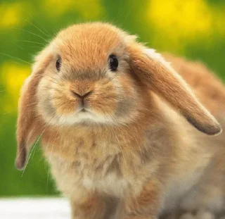 Young Bunny @stickersb2b