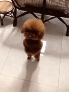 🐶