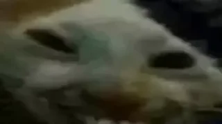 😼