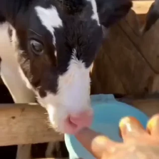🐮