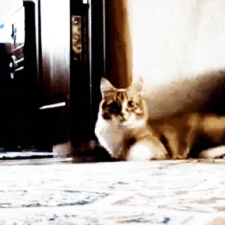 🐱