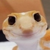 Smile Gekko