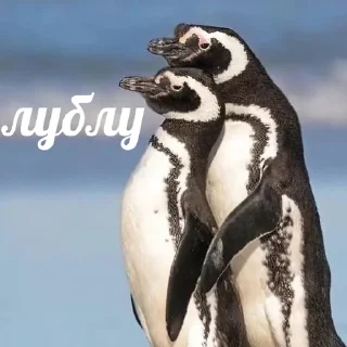 😻