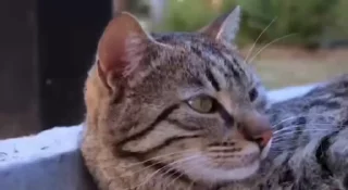 😺