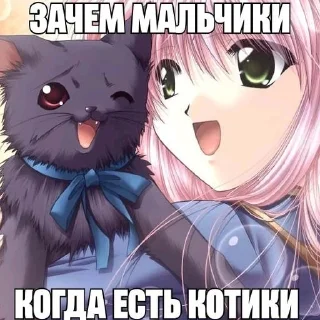 😼