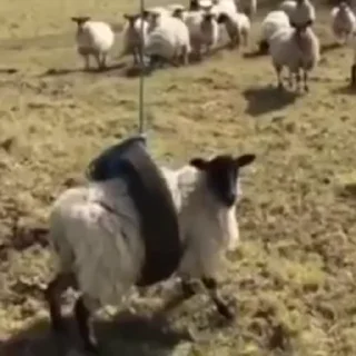 🐑