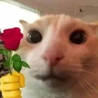 🐱