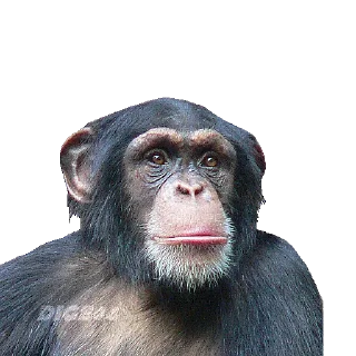 🐵